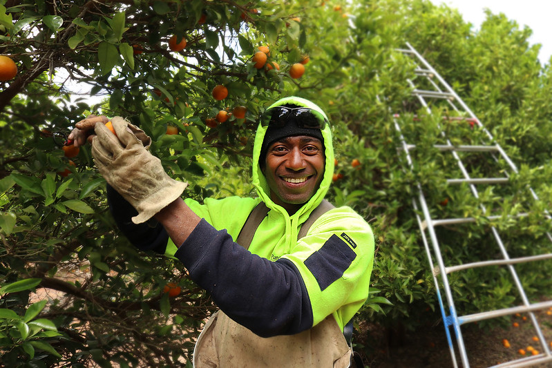 Migrant worker picks oranges from the tree