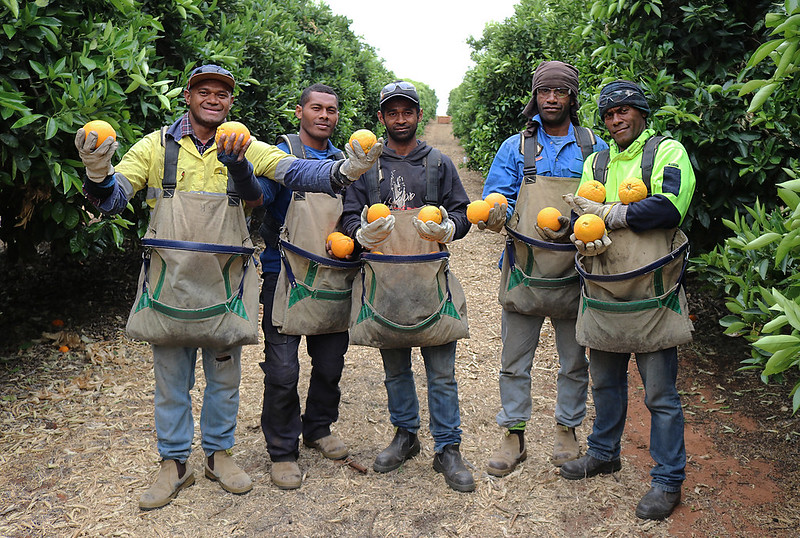 Pacific Islander men pose in an orchard with oranges they have picked