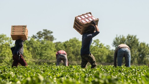 Agriculture Visa meets stumbling roadblocks - wait or get another visa to work in Australia?