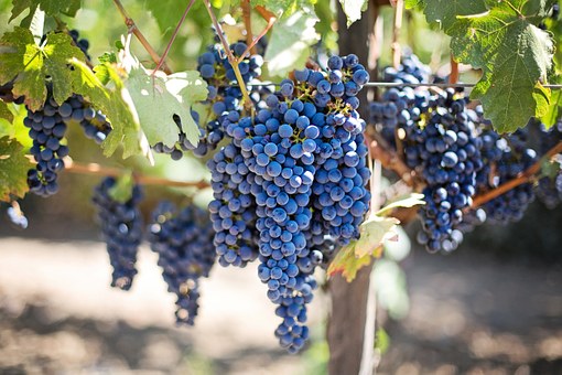 Vineyard Grapes