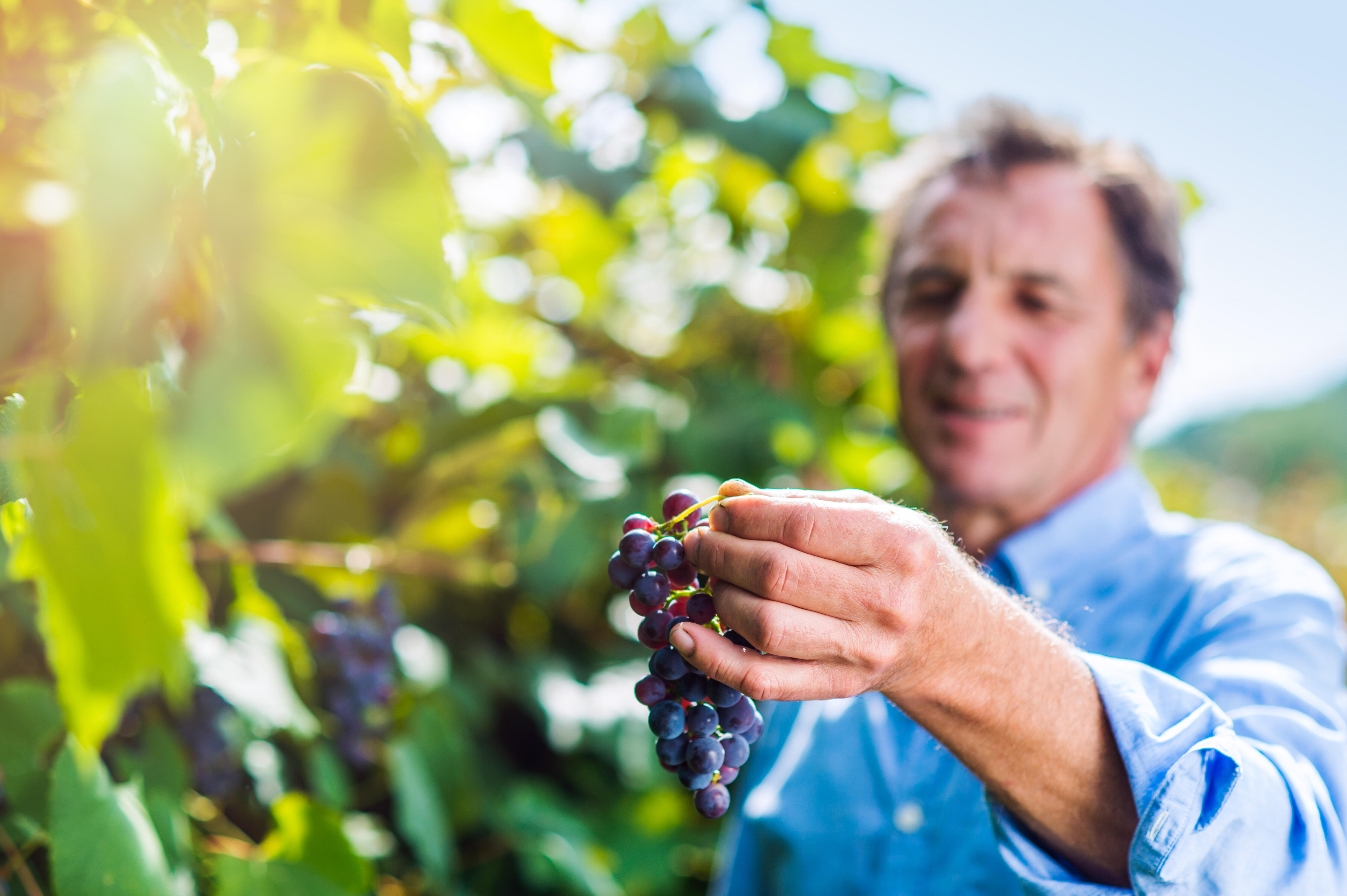 Portrait of a senior man in blue shirt holding bunch of ripe pink grapes in his hands