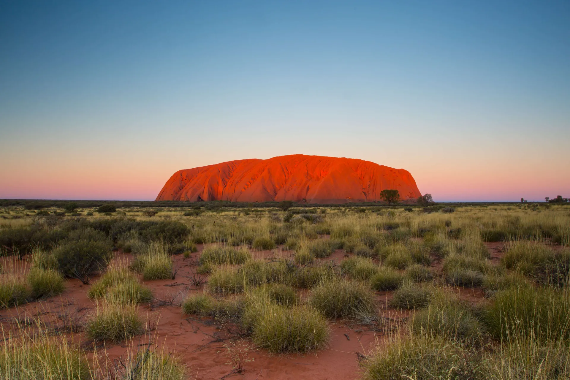 Northern Territory Dama